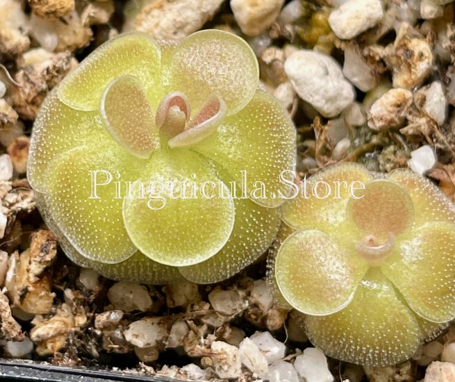 (image for) Pinguicula jaumavensis - Click Image to Close