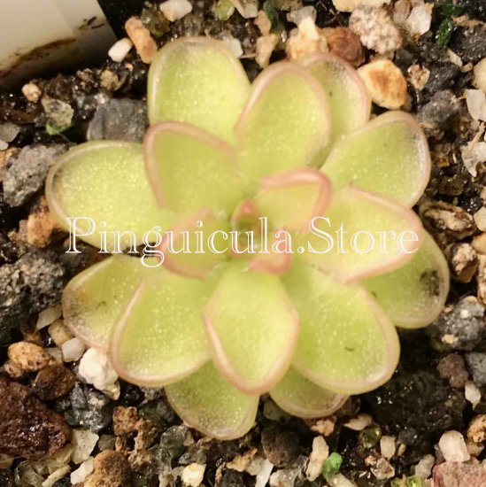 (image for) Pinguicula Kondoi Giant - Click Image to Close