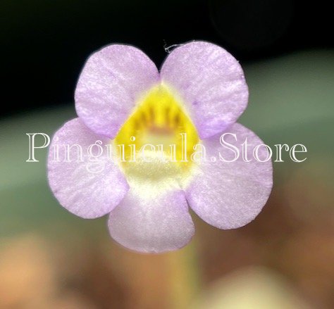 (image for) Pinguicula Lilacina La Florida - Click Image to Close