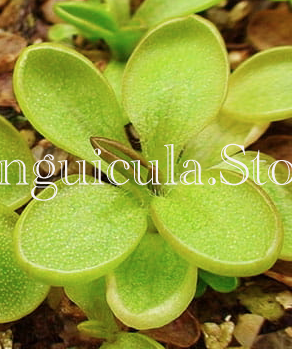 (image for) Pinguicula crassifolia - Click Image to Close