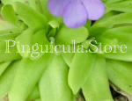 (image for) Pinguicula Laueana CP2 x Moctezumae Encantada