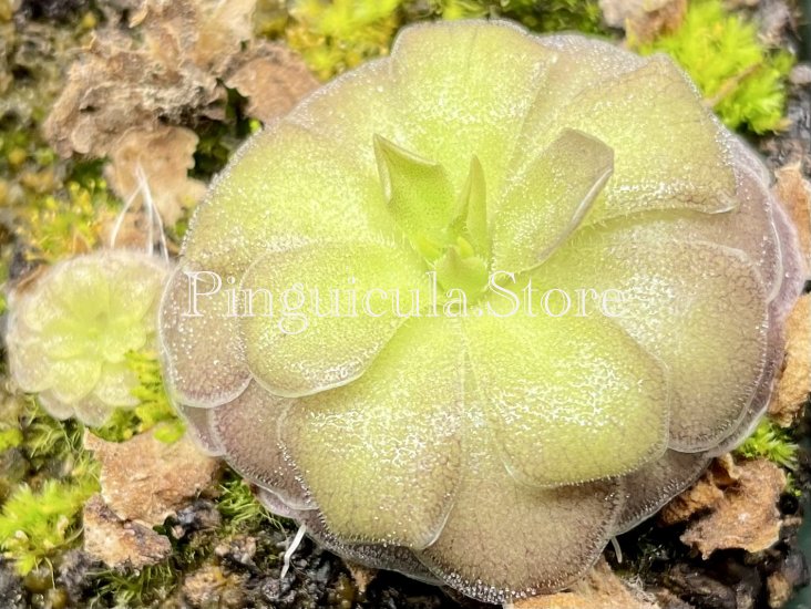 (image for) Pinguicula colimensis x Cyclosecta - Click Image to Close