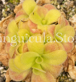 (image for) Pinguicula martinezii