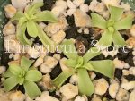 (image for) Pinguicula Emarginata Semi White Flower