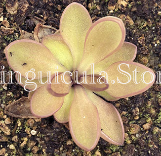 (image for) Pinguicula crassifolia x Moranensis Vera Cruz - Click Image to Close