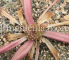 (image for) Pinguicula hemiepiphytica x Calderoniae