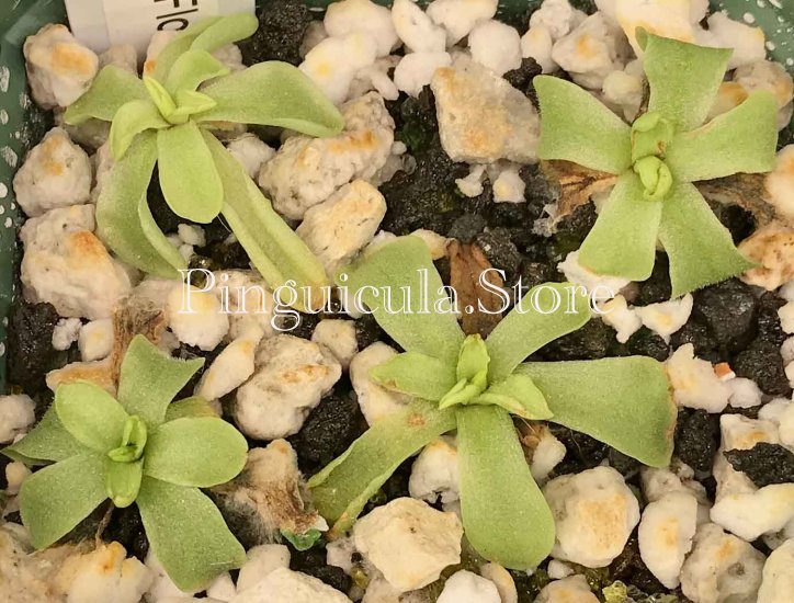 (image for) Pinguicula Emarginata Semi White Flower - Click Image to Close