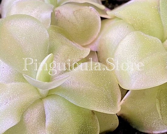 (image for) Pinguicula X Tina - Click Image to Close