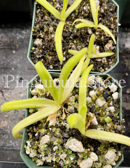 (image for) Pinguicula gigantea x Moctezumae - Click Image to Close