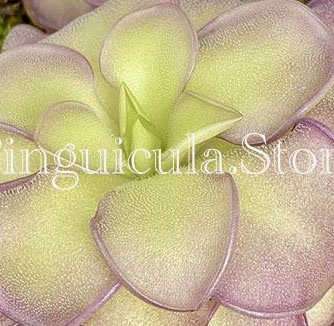 (image for) Pinguicula moranensis f Alba Molango 1746m x Cyclosecta - Click Image to Close