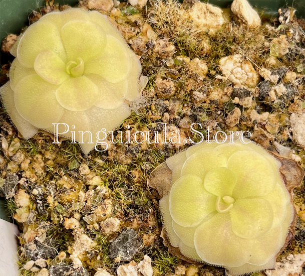 (image for) Pinguicula moranensis f Alba Golden Eye - Click Image to Close