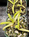 (image for) Pinguicula gigantea x Moctezumae