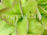 (image for) Pinguicula Gypsicola X Moctezumae X Caudata 'Hameln'