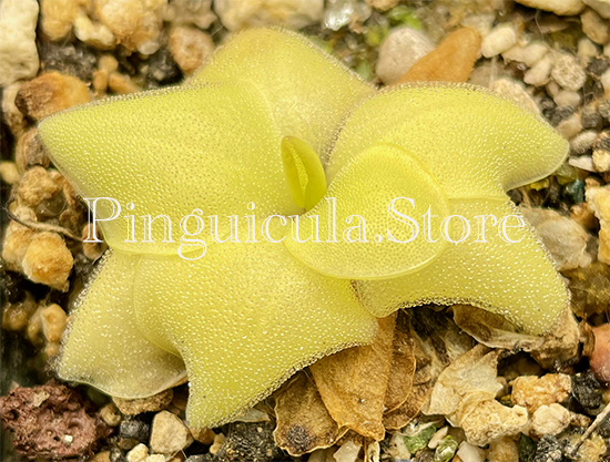 (image for) Pinguicula Rectifolia Huahuapan - Click Image to Close