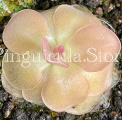 (image for) Pinguicula agnata ‘Pirouette'