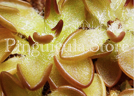 (image for) Pinguicula Nivalis - Click Image to Close