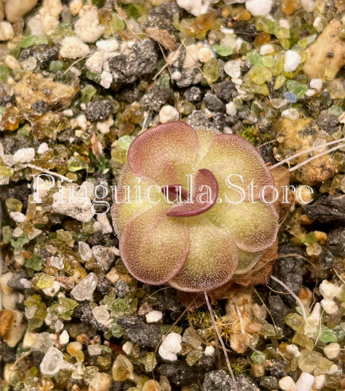 (image for) Pinguicula Guatemala 3100m - Click Image to Close