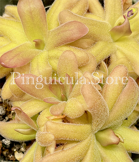 (image for) Pinguicula Zecheri X Gypsicola - Click Image to Close