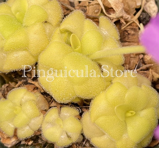 (image for) Pinguicula Sumidero I - Click Image to Close