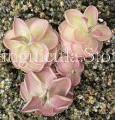 (image for) Pinguicula hemiepiphytica x Debbertiana