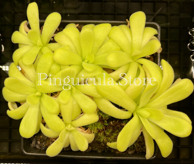 (image for) Pinguicula agnata - Click Image to Close