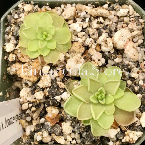 (image for) Pinguicula Emarginata x Juamavensis - Click Image to Close