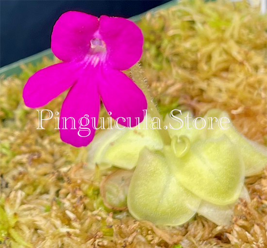 (image for) Pinguicula macrophylla - Click Image to Close