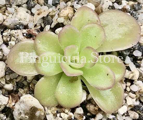 (image for) Pinguicula agnata El Lobo - Click Image to Close