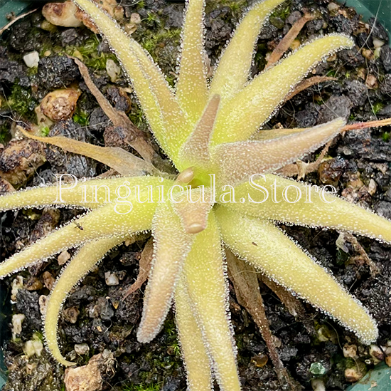 (image for) Pinguicula Medusina x Gigantea - Click Image to Close