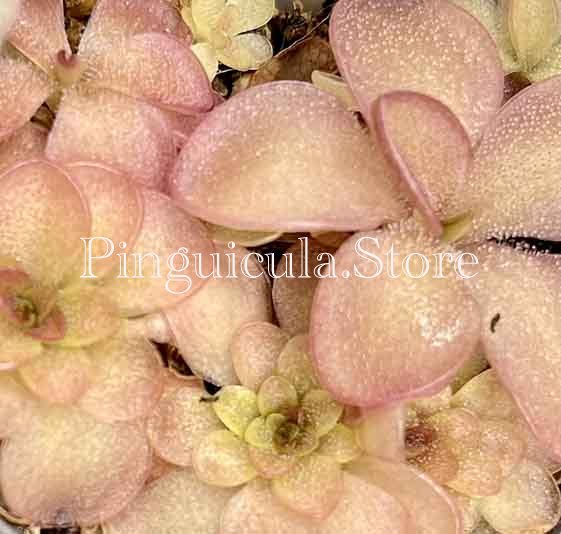 (image for) Pinguicula laueana Narrow Flower - Click Image to Close