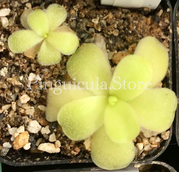 (image for) Pinguicula Gigantea Alfred Lau #13 - Click Image to Close