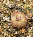 (image for) Pinguicula Guatemala 3100m