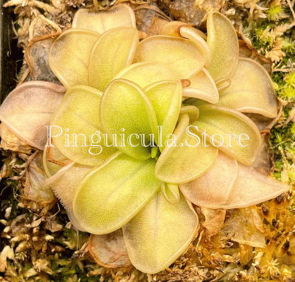 (image for) Pinguicula Mesophytica - Click Image to Close