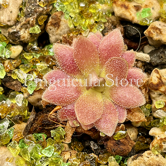 (image for) Pinguicula medusina X (Moranensis X ehlersiae) ‘Marciano’ - Click Image to Close