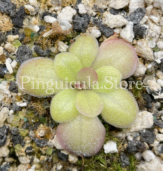 (image for) Pinguicula potosiensis - Click Image to Close