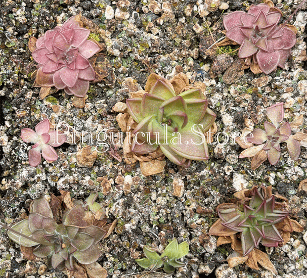 (image for) Pinguicula hemiepiphytica X Nivalis - Click Image to Close