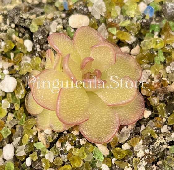 (image for) Pinguicula Kondoi (=P. Reticulata) - Click Image to Close