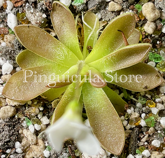 (image for) Pinguicula immaculata x Agnata ‘Crystal' - Click Image to Close