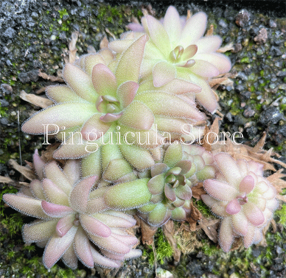 (image for) Pinguicula hemiepiphytica x Gypsicola - Click Image to Close