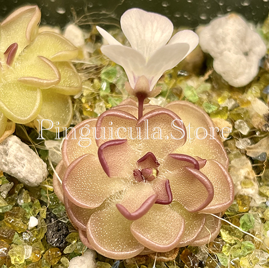 (image for) Pinguicula Rotundiflora x Gracilis - Click Image to Close