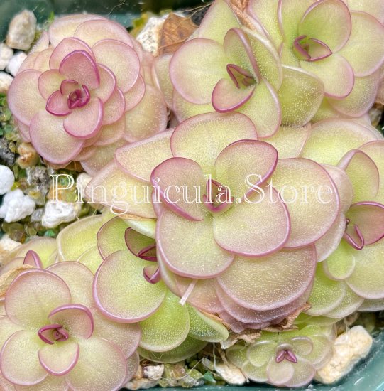 (image for) Pinguicula zecheri x rotundiflora ‘Hanka’ - Click Image to Close