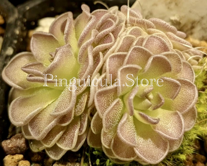 (image for) Pinguicula jauvamensis x Cyclosecta - Click Image to Close