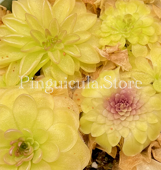 (image for) Pinguicula Zecheri X Colimensis - Click Image to Close