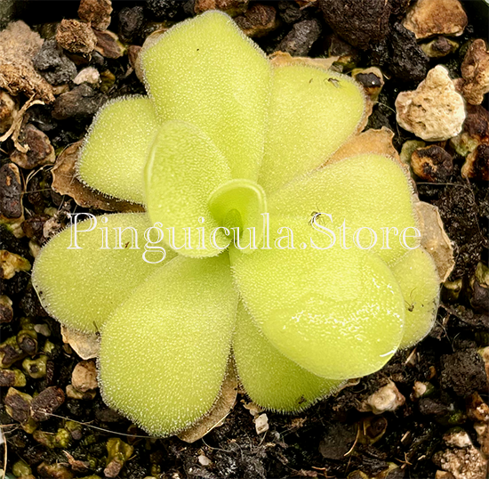 (image for) Pinguicula moranensis var Caudata neovolcanica - Click Image to Close