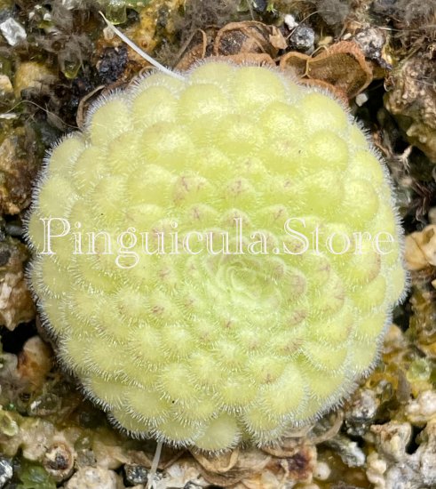 (image for) Pinguicula Moranensis Chichicastenango 2200m - Click Image to Close