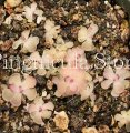 (image for) Pinguicula Gracilis x Rotundiflora