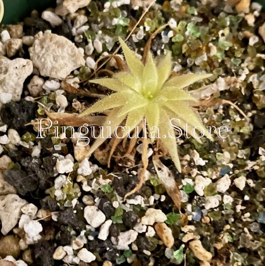 (image for) Pinguicula laueana x Emarginata ‘Seductora’ - Click Image to Close