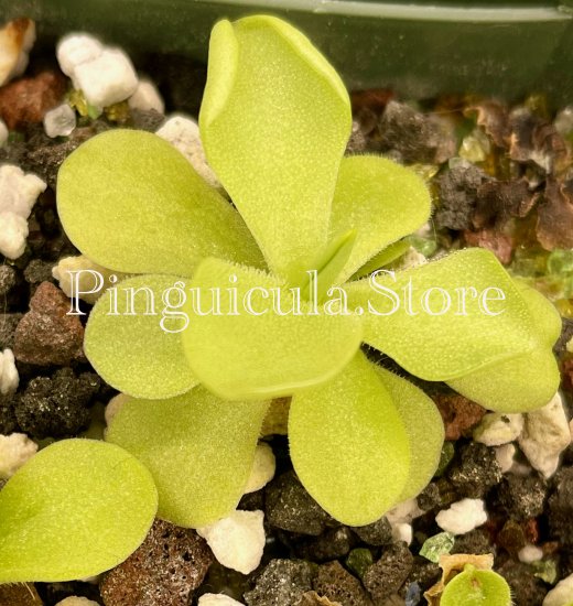 (image for) Pinguicula pilosa (sp=P. Tamaulipas) - Click Image to Close