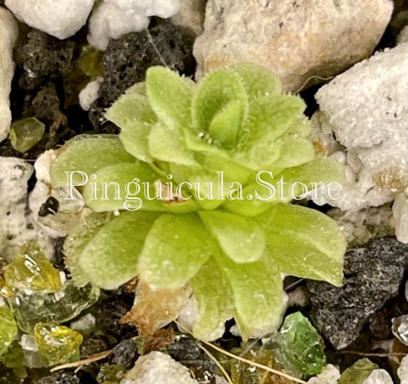 (image for) Pinguicula colimensis - Click Image to Close