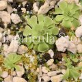 (image for) Pinguicula ehlersiae BG Linz #007